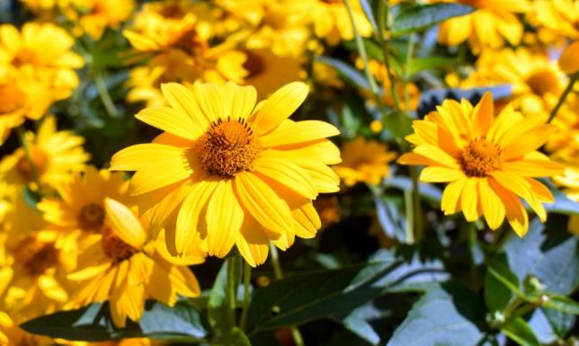 Gminny Ośrodek Kultury zaprasza w niedzielę 23. czerwca