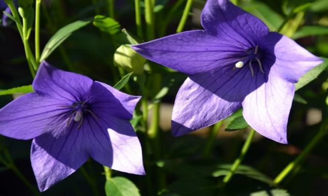 "Gdzie te piękne ogrody i kwieciste balkony"