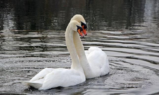 Ulica Mostowa w Augustowie, ptasia grypa 