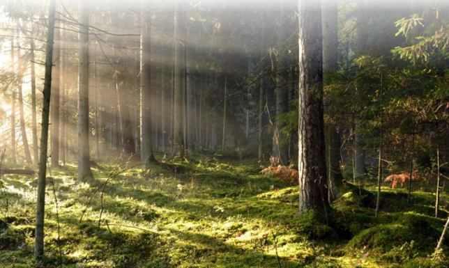 Kąpiel leśna to powolny, uważny spacer przez las,