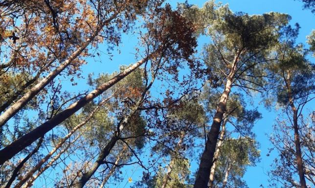 pracownicy Wigierskiego Parku Narodowego odradzają spacery w lasach