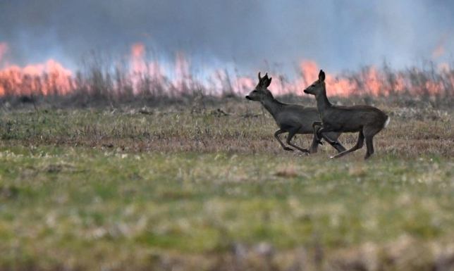 Leśnicy i strażacy apelują o niewypalanie traw Lasy Państwowe włączyły się w kampanię społeczną „Stop pożarom traw”