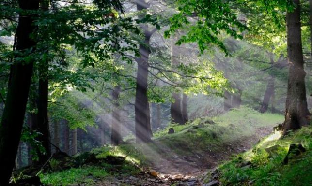 Lasy wokół Suwałk – konsultacje społeczne obszary objęte ograniczeniami w pozyskiwaniu drewna