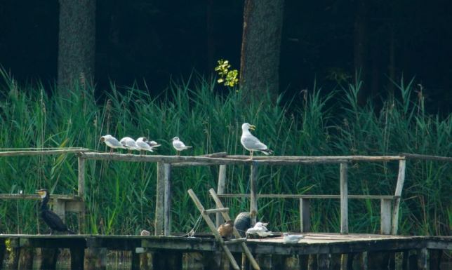 ostatnie spotkanie z cyklu "Gawędy o przyrodzie" w Wigierskim Parku Narodowym