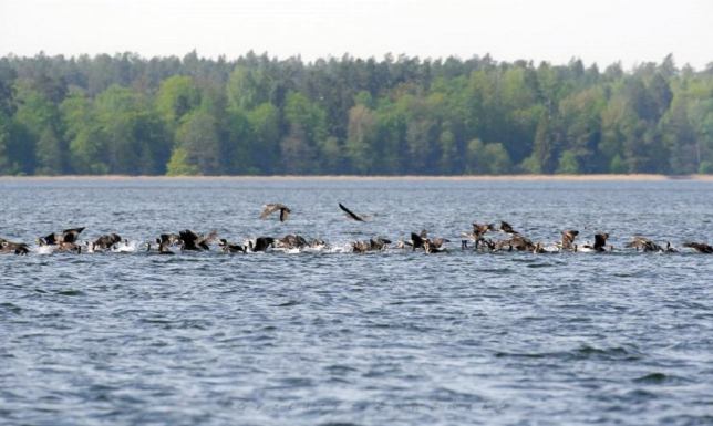 Dwudziesty rok monitoringu ptaków jeziora Wigry