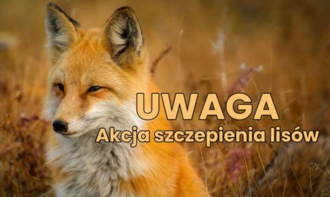 Akcja szczepienia lisów