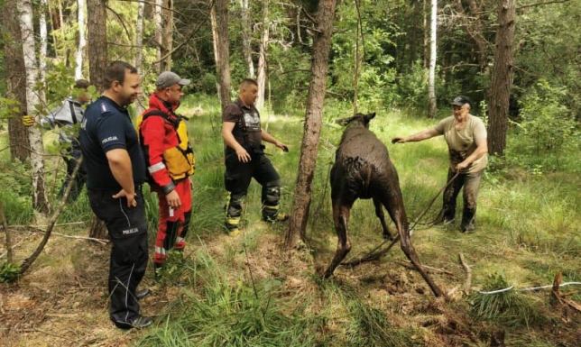Łoś w bagnie koło Filipowa