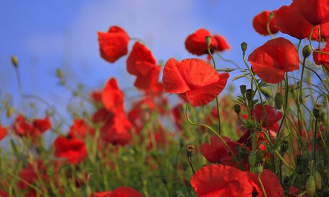 Deklaracje ws. uprawy maku gmina Wiżajny