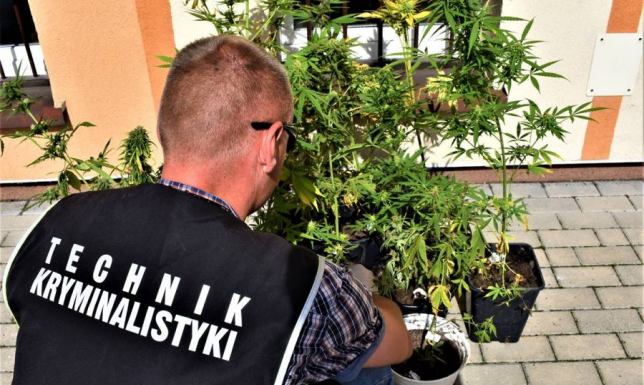 Sami powiedzieli policjantom, że uprawiają narkotyki Przyznali się do uprawy marihuany