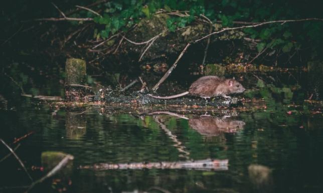 DDD Warszawa, czyli walka z insektami i szkodnikami DDD Warszawa, czyli walka z insektami i szkodnikami
