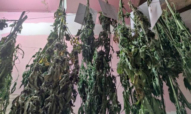 Dwie plantacje konopi zlikwidowali sejneńscy policjanci