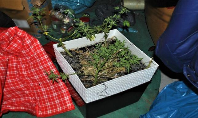 24-latek zatrzymany za posiadanie narkotyków