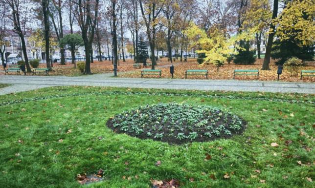 Zarząd Dróg i Zieleni w Suwałkach, jesienne nasadzenia w Parku Konstytucji 