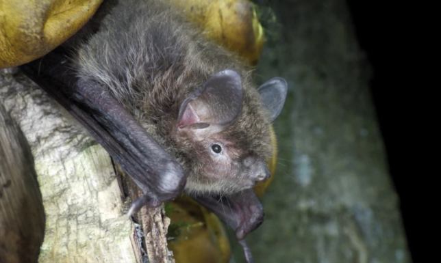 Wigierski Park Narodowy zaprasza na Noc Nietoperzy