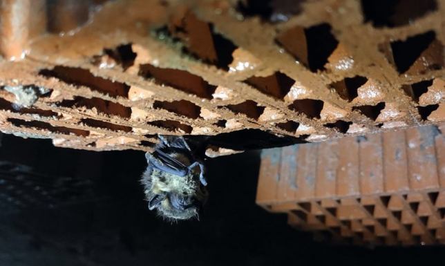 Liczenie nietoperzy zimujących na terenie Suwalskiego Parku Krajobrazowego