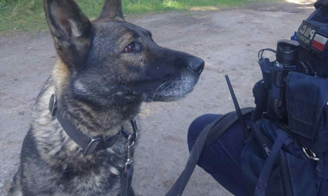 Dziewczyna leżała schowana pod stertą gałęzi i kocem