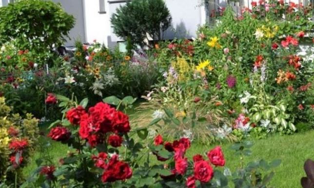 Piękne ogrody i kwieciste balkony w Suwałkach