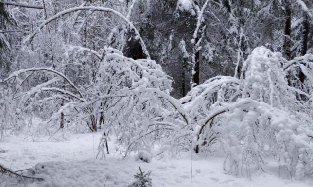 Uważajmy na okiść - apeluje WPN Przed niebezpieczną okiścią ostrzega Wigierski Park Narodowy