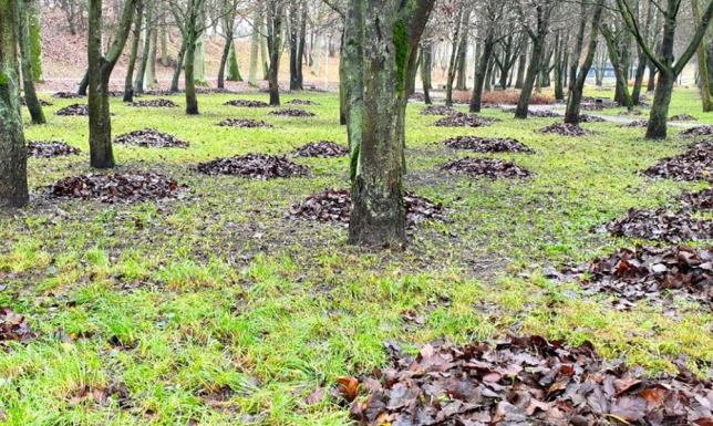 Jesienne porządki w mieście - co ze spadającymi liśćmi? Porządkowanie zieleni ZDiZ Suwałki
