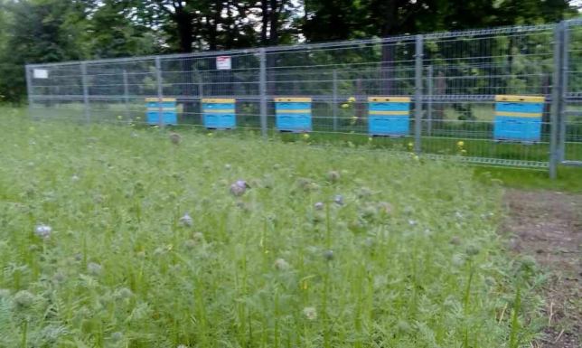 Lekcje pszczelarstwa w Zespole Szkół w Dowspudzie