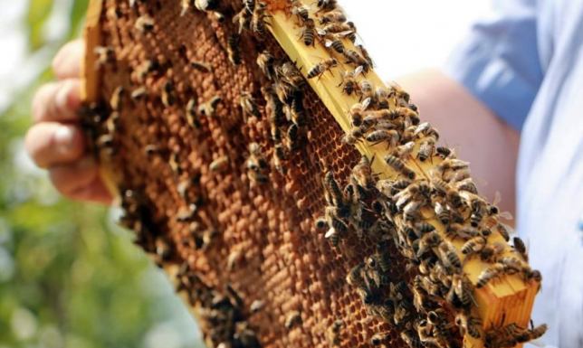 Wojewódzki Konkurs Filmowy pn."Pszczoła w obiektywie".