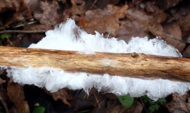 Niecodzienne zjawisko sfotografowane w Wigierskim Parku Narodowym