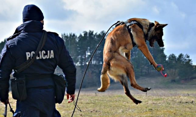 Orkan - nowy pies policyjny w Suwałkach Do suwalskiej jednostki Policji dołączył kolejny owczarek belgijski