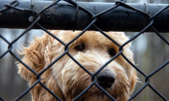 Władze Suwałk poszukują podmiotu do prowadzenia schroniska
