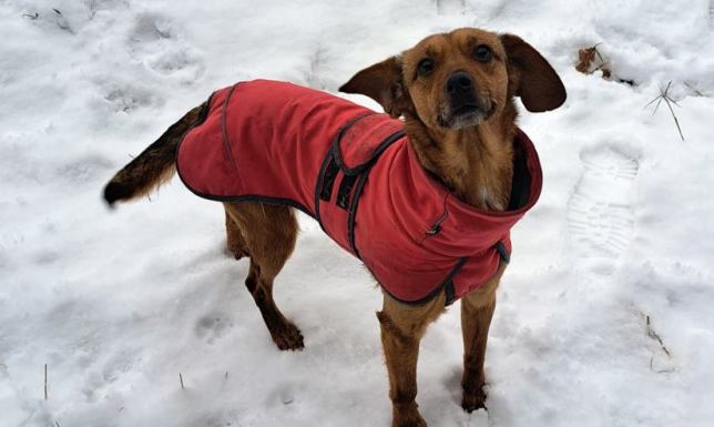 Poszukiwane są domy stałe i tymczasowe dla piesków