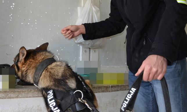 Wywęszył narkotyki w opakowaniu po chusteczkach