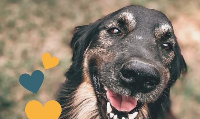 Zbiórka prowadzona jest na rzecz Fundacji Zwierzęta Niczyje