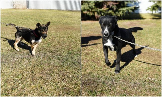 Daj dom dla psa ze schroniska Adopcja psa to jedna z najlepszych decyzji, jaką możesz podjąć