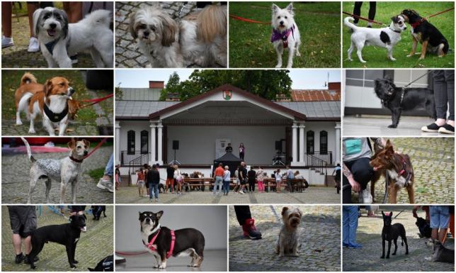 Fundacja Zwierzęta Niczyje promuje adopcję zwierząt