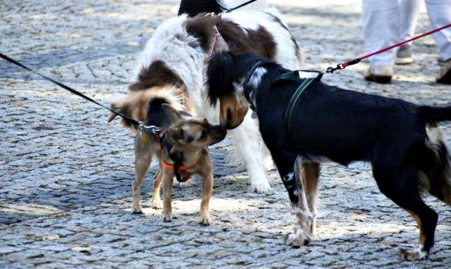 określenie obszaru zagrożonego wystąpieniem wścieklizny zwierząt