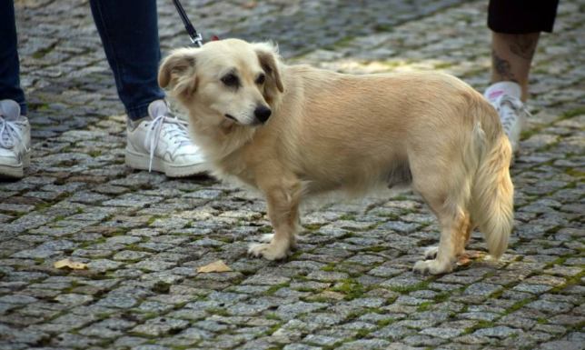 dofinansowanie 50% kosztu zabiegu sterylizacji i kastracji psów