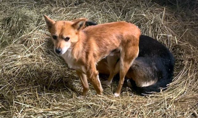 Sejneński dzielnicowy uratował dwa pieski porzucone na terenie gminy Krasnopol