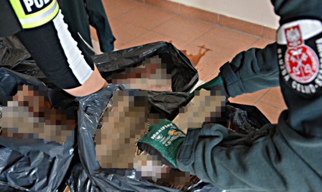 Mieszkaniec Suwałk odpowie za 70 tysięcy sztuk nielegalnych papierosów 70 000 sztuk papierosów bez polskich znaków skarbowych akcyzy