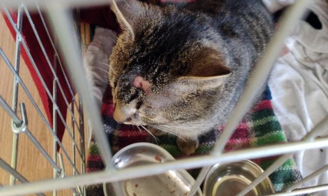 Organizacja Dla Dobra Kota - KOTOZ 2, postrzelone koty w Suwałkach