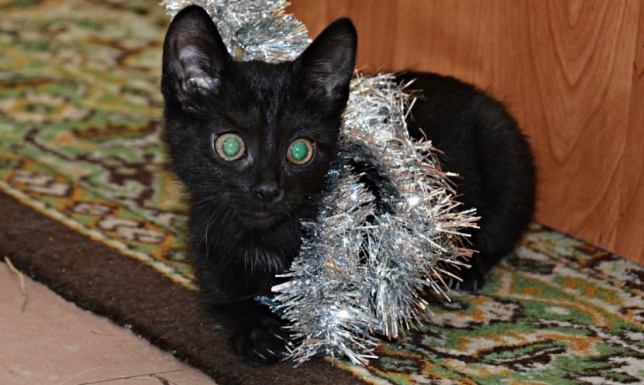 suwalscy policjanci znaleźli troje poszukiwanych przez wymiar sprawiedliwości