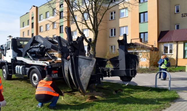 Przesadzanie drzew na ulicy Szpitalnej w Suwałkach