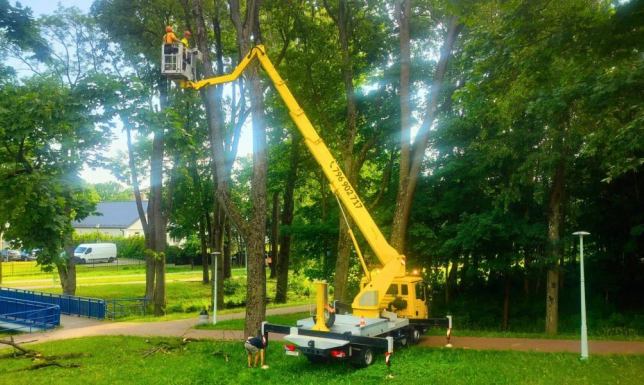 Pielęgnacyjne przycinanie drzew w Suwałkach Usuwane są głównie uschnięte, odłamane konary i gałęzie