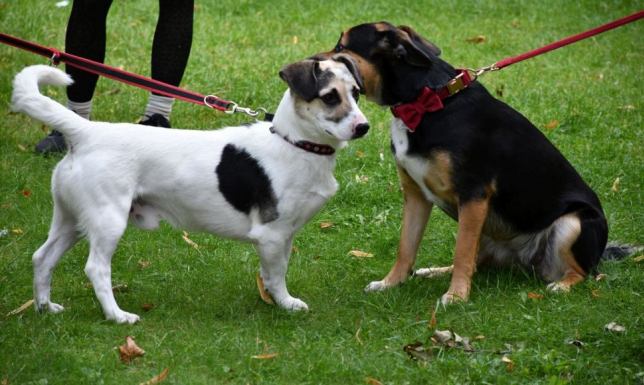 Prowadzący schronisko spełnia wszystkie wymagania wynikające z przepisów