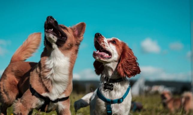 Obroża dla małego psa - jak wybrać?