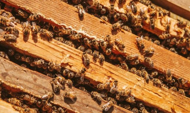 Powiatowy Lekarz Weterynarii w Suwałkach wydał rozporządzenie