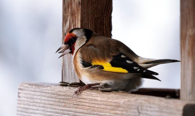 Dokarmianie ptaków Ośrodek Kultury Gminy Suwałki