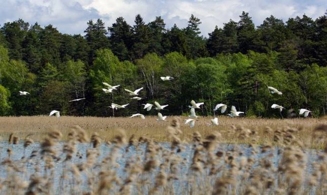 38 gatunków ptaków nad Wigrami 38 gatunków ptaków nad Wigrami