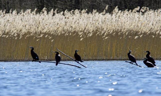 Monitorują ptaki na jeziorze Wigry