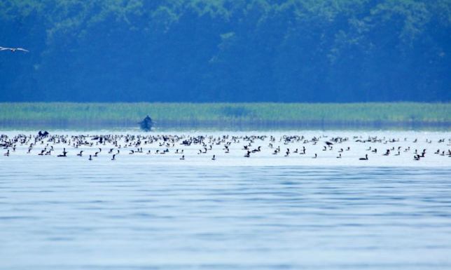 Liczenie ptaków w Wigierskim Parku Narodowym