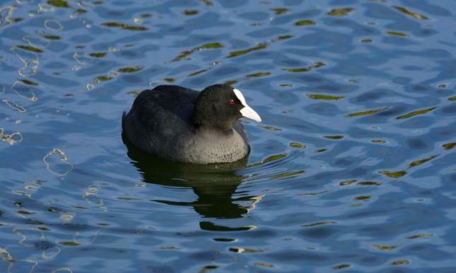 Policzono ptaki w Wigierskim Parku Narodowym 