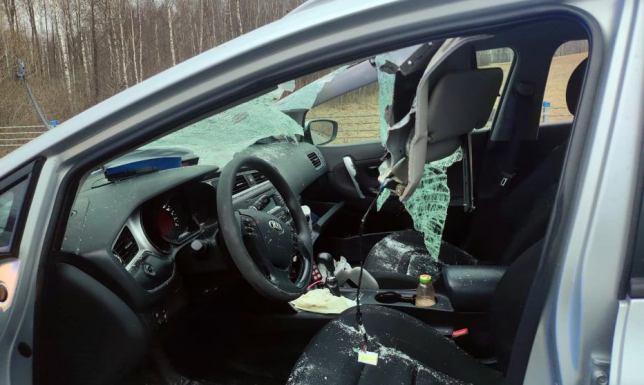 Do zderzenia radiowozu z łosiem doszło w gminie Krasnopol